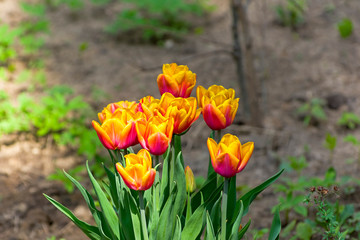 Obraz na płótnie Canvas Beautiful red and yellow tulips