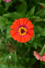 Chinese Tibet Gesang flower