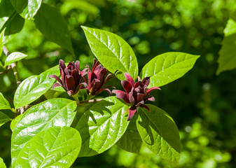 Sweetshrub (Calycanthus floridus).