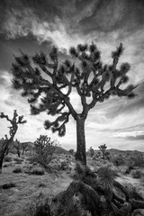 Joshua Tree 1