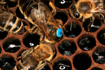 Bienenkönigin bei der Eiablage