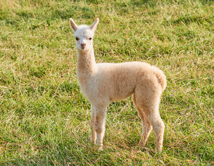 alpaca baby in der natur