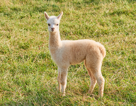 11 8 Best Lama Baby Images Stock Photos Vectors Adobe Stock