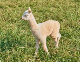 Fototapeta premium alpaca baby in der natur