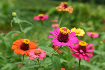 Obraz premium Chinese Tibet Gesang flower