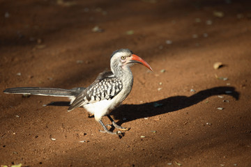 Rotschnabeltoko / Red-billed Hornbill / Tockus erythrorhynchus