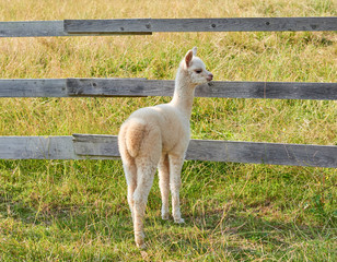 Obraz premium alpaca baby in der natur
