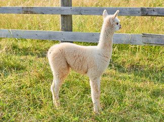 alpaca baby in der natur © Eugen