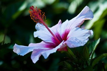 Hibiskus (Hibiscus) © Jearu