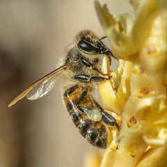 Abeille