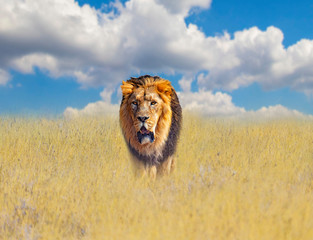 Naklejka na ściany i meble Beautiful Lion in the golden grass of of savanna in Africa. Behind them is the blue sky. It is a natural background with African animals.