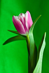 Naklejka premium Tulpen (Tulipa)