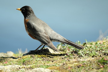 Robin
