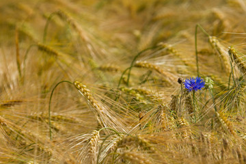 Kornblume (Centaurea cyanus)
