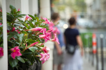 Closeup of pink flowers on a street of Paris, France. Against the background of a crowded street.
