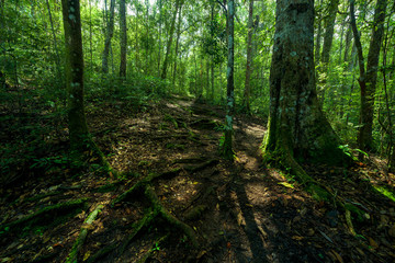 Walkway in forest