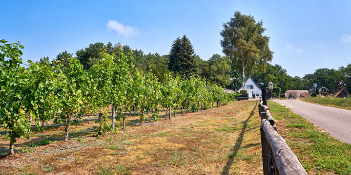 Vineyard in Loddin on the island of Usedom on the Baltic Sea.