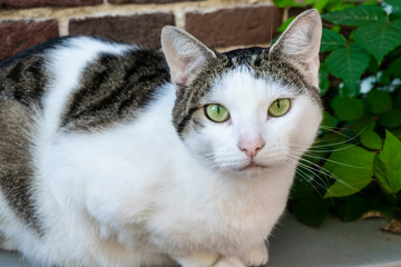 Beautiful cat with green eyes sitting on the street. Cat closeup with a clever feline look. 