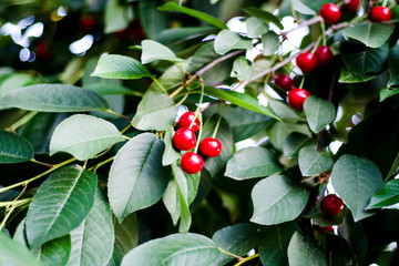 juicy ripe berries in the garden on a branch with leaves