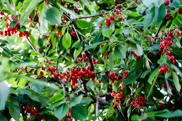 juicy ripe berries in the garden on a branch with leaves