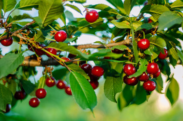 juicy ripe berries in the garden on a branch with leaves