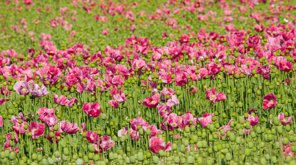 Schlafmohn (Papaver somniferum)