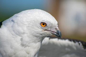 Swallow-Tailed Kite