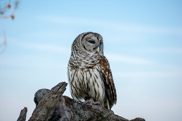 Barred Owl Resting