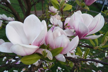 Obraz premium Magnolia