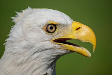 Bald Eagle Close-Up