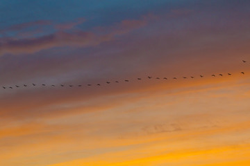 Kranichzug am Abendhimmel 