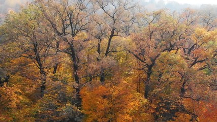 Autumn Leaves in Dramatic Colors