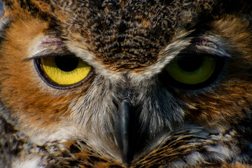 Great Horned Owl Close-Up