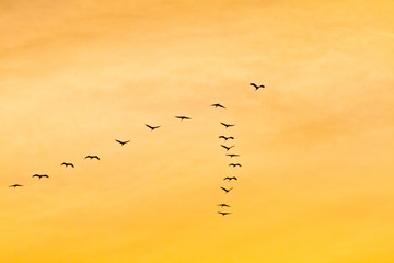 Kranichzug am Abendhimmel 