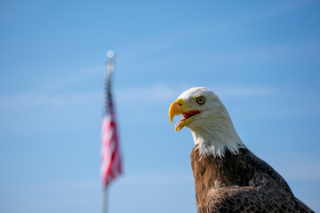 Bald Eagle With American Flag