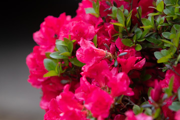 Blossoming pink flowers