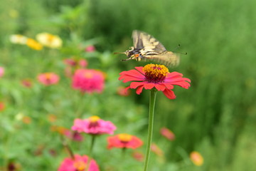 Chinese Tibet Gesang flower