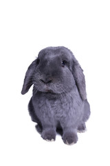 Beautiful grey rabbit in front of a white background