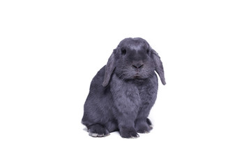 Obraz premium Beautiful grey rabbit in front of a white background