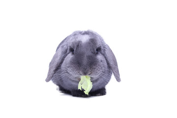 Beautiful grey rabbit in front of a white background