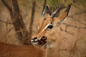 Schwarzfersenantilope / Impala / Aepyceros melampus