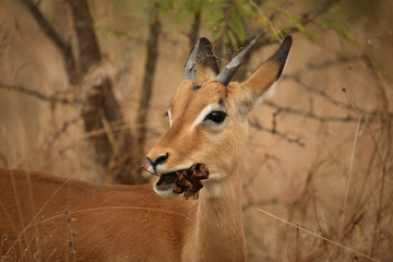 Schwarzfersenantilope / Impala / Aepyceros melampus