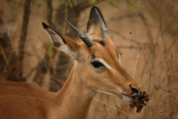 Schwarzfersenantilope / Impala / Aepyceros melampus