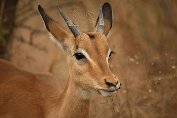 Schwarzfersenantilope / Impala / Aepyceros melampus