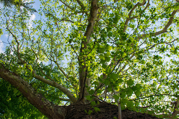 Obraz premium Beautiful green tree, seen from below looking up 