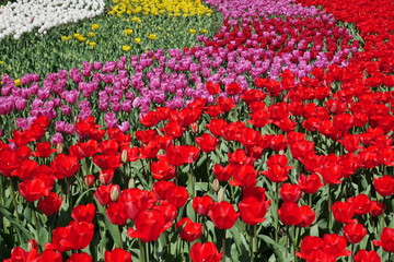 チューリップの花畑