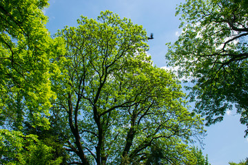 Treetops framing the sunny blue sky