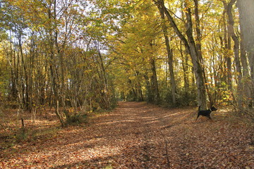 For&ecirc;t Angevine