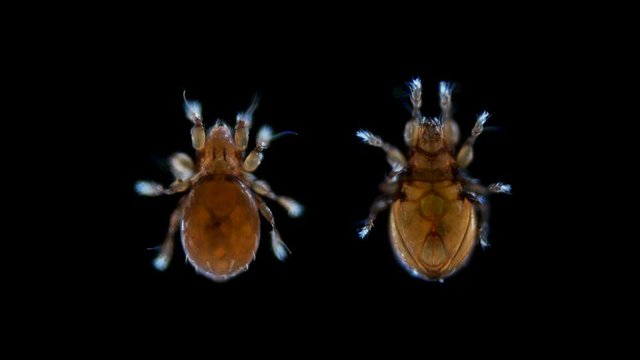 Oribatida mite (Acari), under the microscope, family Damaeidae, live in plant litter, moss, very much like a spider 4K