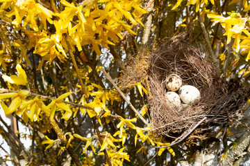 Bird nest with three eggs in yellow tree leaves